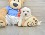 6 week old Bichon Frise Puppy For Sale - Simply Southern Pups