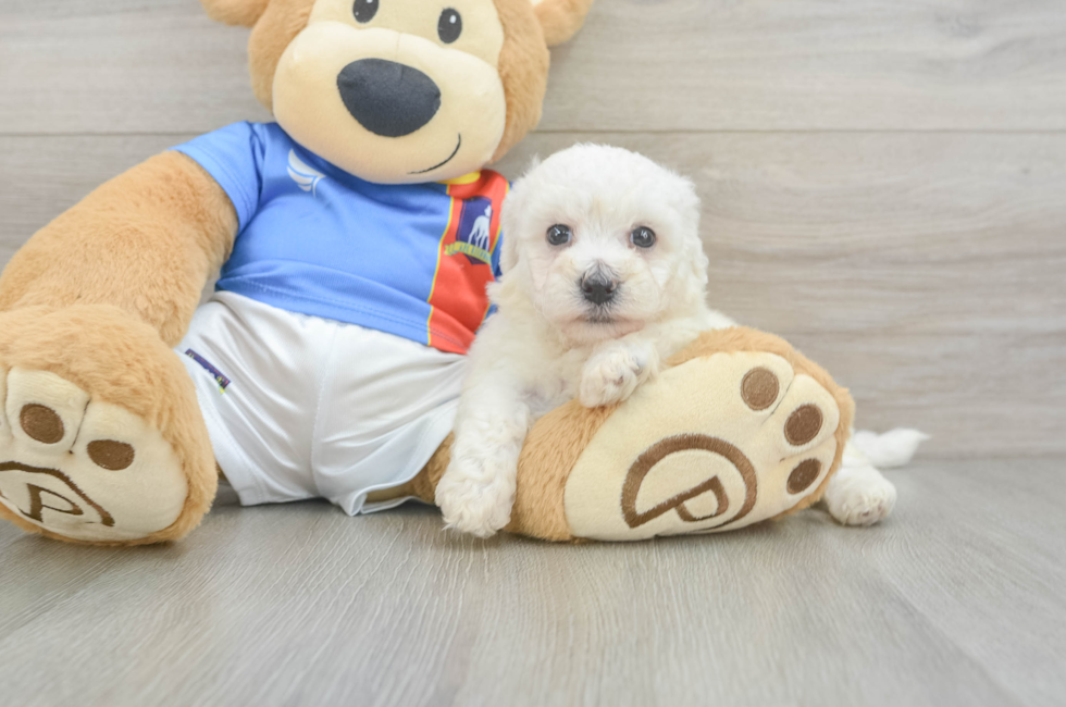 5 week old Bichon Frise Puppy For Sale - Simply Southern Pups