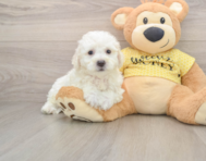 6 week old Bichon Frise Puppy For Sale - Simply Southern Pups