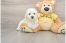 Hypoallergenic Bichon Frise Purebred Pup