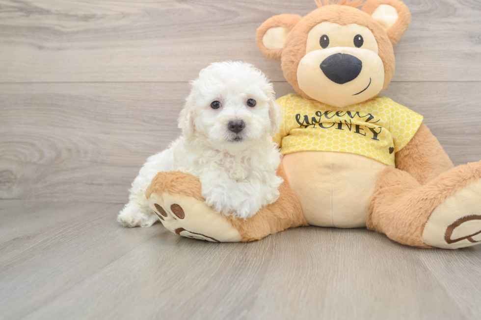 Hypoallergenic Bichon Frise Purebred Pup
