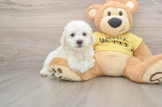 Hypoallergenic Bichon Frise Purebred Pup