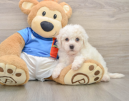 5 week old Bichon Frise Puppy For Sale - Simply Southern Pups