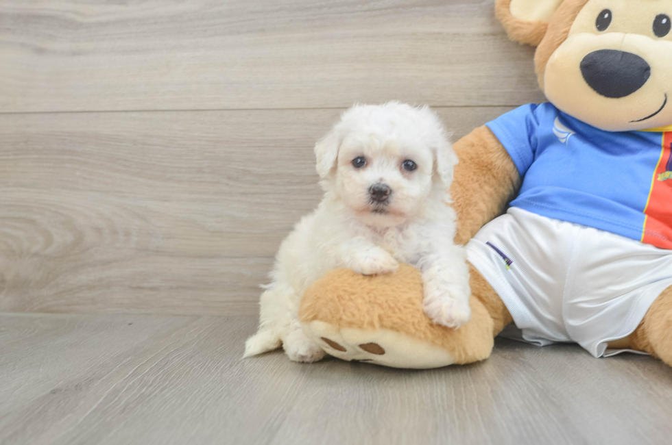 5 week old Bichon Frise Puppy For Sale - Simply Southern Pups
