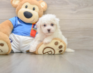 5 week old Bichon Frise Puppy For Sale - Simply Southern Pups