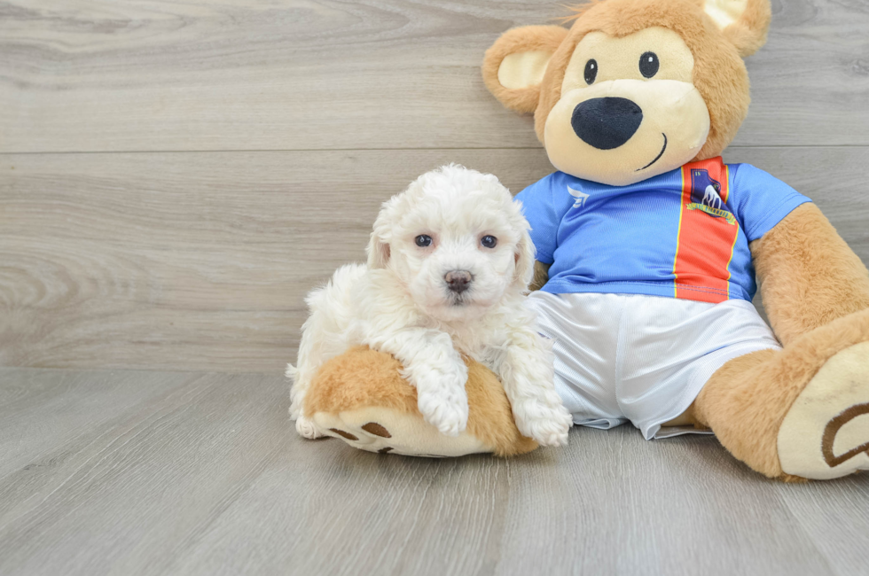 7 week old Bichon Frise Puppy For Sale - Simply Southern Pups