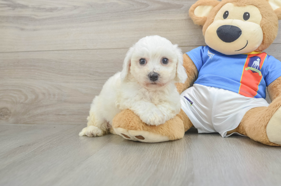 5 week old Bichon Frise Puppy For Sale - Simply Southern Pups