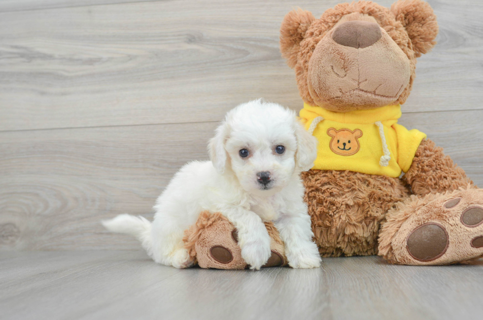 7 week old Bichon Frise Puppy For Sale - Simply Southern Pups