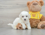 7 week old Bichon Frise Puppy For Sale - Simply Southern Pups