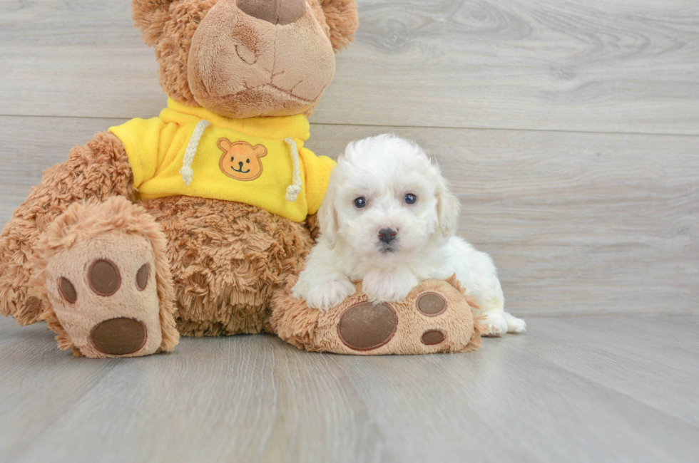 7 week old Bichon Frise Puppy For Sale - Simply Southern Pups