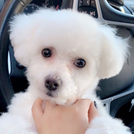 Bichon Frise Puppies For Sale - Simply Southern Pups