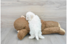 Funny Bichon Frise Purebred Pup