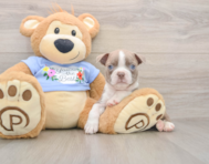 5 week old Boston Terrier Puppy For Sale - Simply Southern Pups