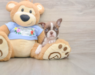 5 week old Boston Terrier Puppy For Sale - Simply Southern Pups
