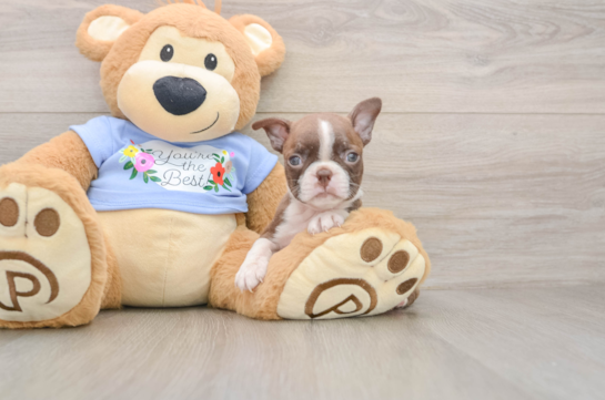 Best Boston Terrier Baby
