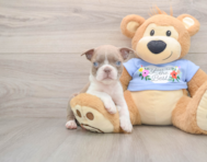 5 week old Boston Terrier Puppy For Sale - Simply Southern Pups