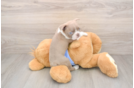 Akc Registered Boston Terrier Mix Pup