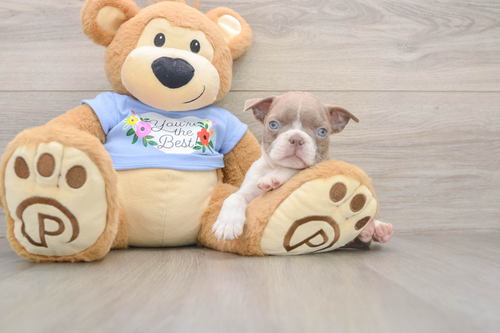 Hypoallergenic Boston Terrier Baby