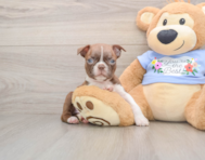 6 week old Boston Terrier Puppy For Sale - Simply Southern Pups