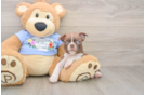 Best Boston Terrier Baby