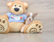 5 week old Boston Terrier Puppy For Sale - Simply Southern Pups