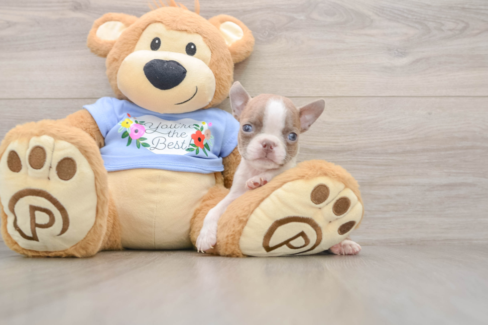 Fluffy Boston Bull Terrier Mix Puppy