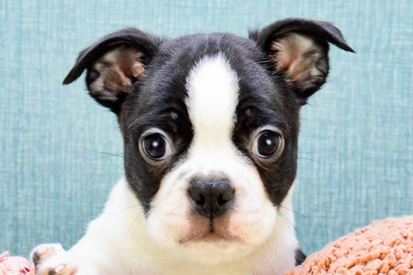 Boston Terrier Puppy For Sale - Simply Southern Pups