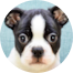 Boston Terrier Puppy For Sale - Simply Southern Pups