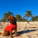 Mini Goldendoodle Being Cute