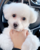 Cute Bichon Frise Purebred Pup Cute Bichon Frise Purebred Pup