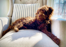Cute Labrador Poodle Mix Pup Cute Labrador Poodle Mix Pup