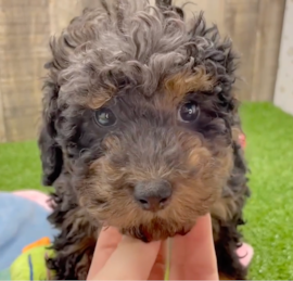 Toy Poodle Puppies For Sale - Simply Southern Pups