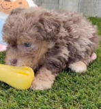 Poodle Being Cute