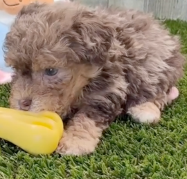 Caniche Puppies For Sale - Simply Southern Pups