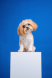 Cute Yorkie Chon Designer Pup