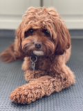 Cute Cavapoo Pup Cute Cavapoo Pup