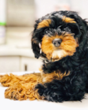 Cute Cavapoo Pup Cute Cavapoo Pup