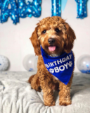 Cute Cavapoo Poodle Mix Pup Cute Cavapoo Poodle Mix Pup
