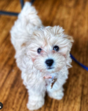 Maltipoo Being Cute Maltipoo Being Cute