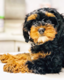 Cute Havapoo Poodle Mix Pup