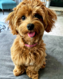 Maltipoo Being Cute Maltipoo Being Cute