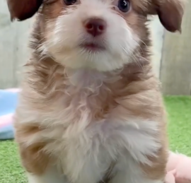 Auss-Tzu Puppies For Sale - Simply Southern Pups