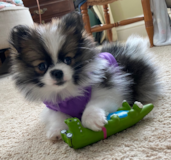 Cute Pomeranian Purebred Pup