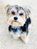 Cute Morkie Designer Pup