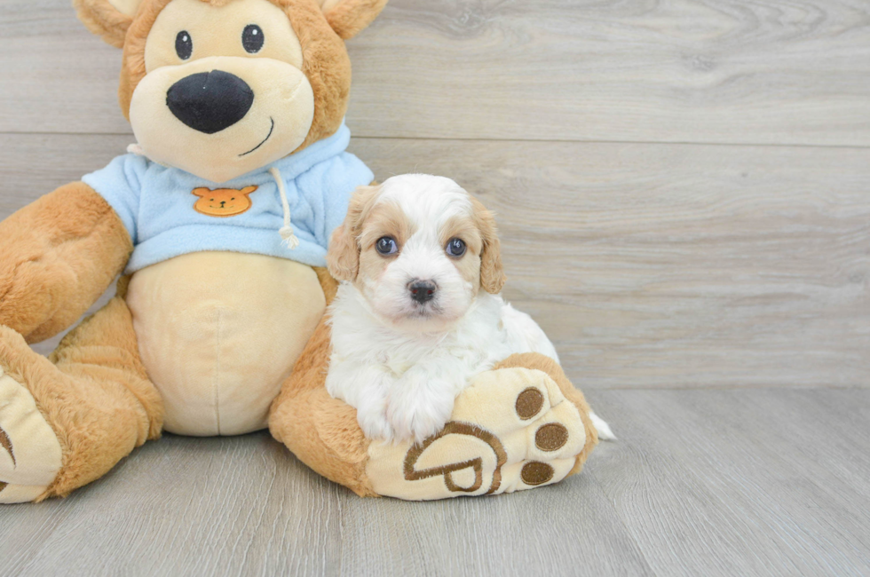 7 week old Cavachon Puppy For Sale - Simply Southern Pups