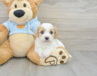 8 week old Cavachon Puppy For Sale - Simply Southern Pups