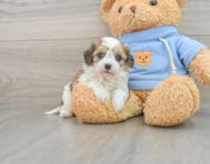 8 week old Cavachon Puppy For Sale - Simply Southern Pups