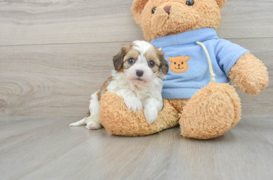 Sweet Cavachon Baby