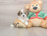 6 week old Cavachon Puppy For Sale - Simply Southern Pups