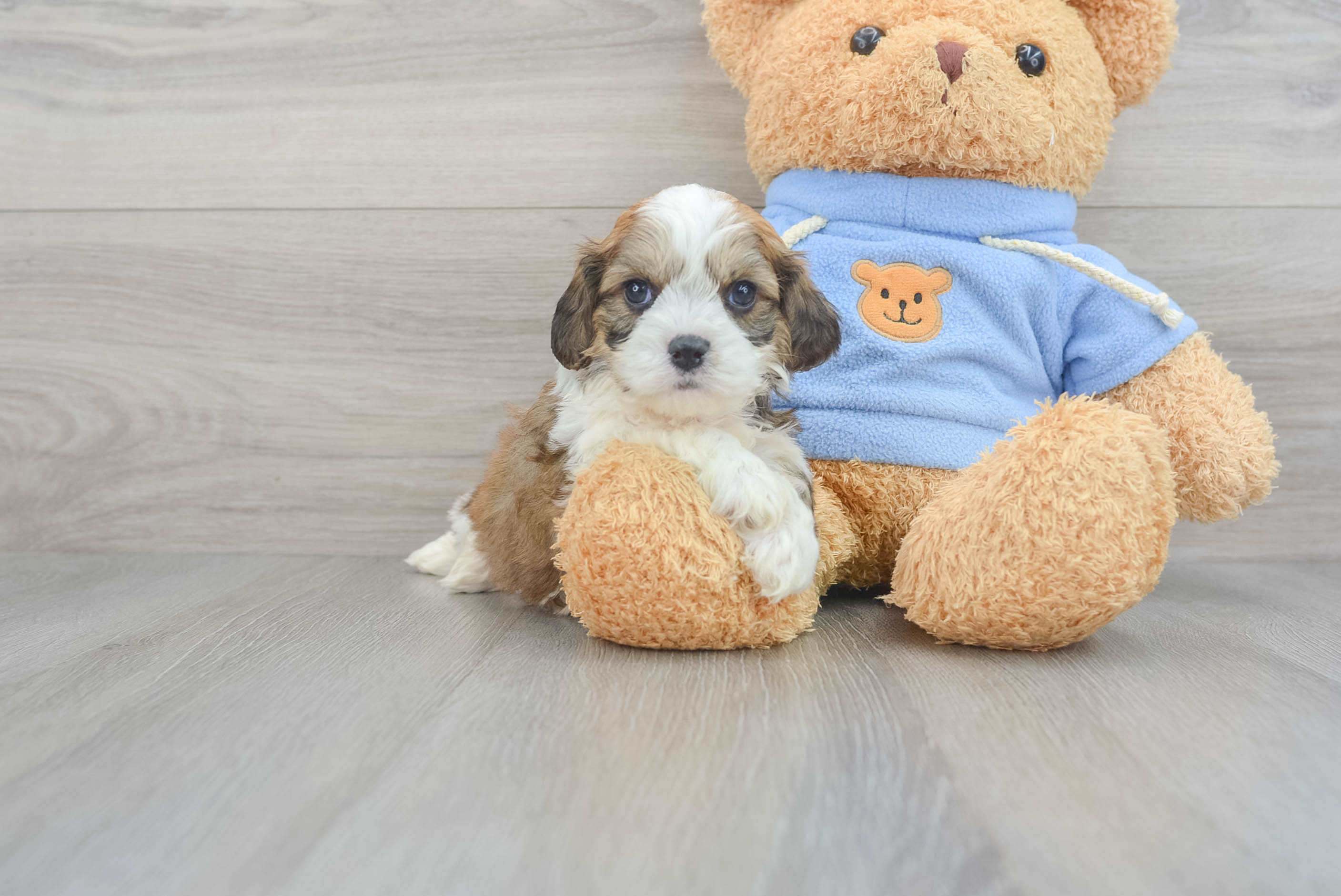 Cavachon 2024 teddy bear